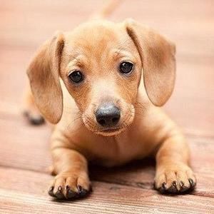 Meet your Posher, Suszanne